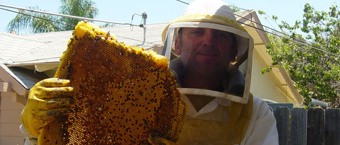 All You Need To Know About Bee Busters